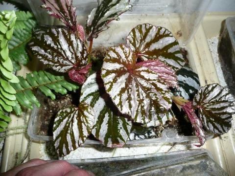 B. exotica ‘Sport’*